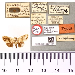 /filer/webapps/moths/media/images/S/scotina_Niphadolepis_HT_BMNH.jpg