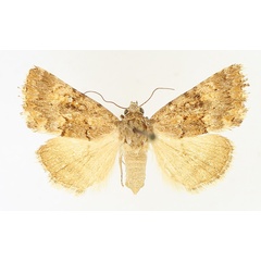 /filer/webapps/moths/media/images/M/melanodonta_Asplenia_AF_TMSA_01.jpg