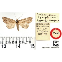 /filer/webapps/moths/media/images/O/opsiphora_Antarchaea_HT_BMNH.jpg