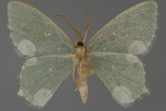 Prasinocyma leucocycla