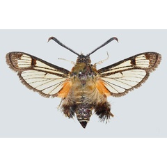 /filer/webapps/moths/media/images/P/pyropis_Melittia_AM_COGM_03.jpg