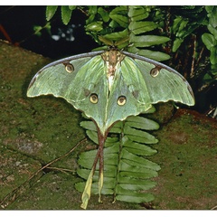 /filer/webapps/moths/media/images/M/mimosae_Argema_A_Roland_01.jpg