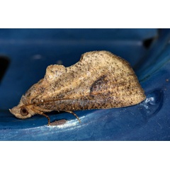 /filer/webapps/moths/media/images/S/striata_Odontestis_A_Roland_01.jpg