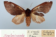 Scalmicauda oneili