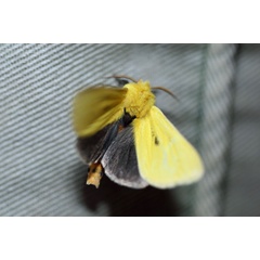 /filer/webapps/moths/media/images/T/tricolor_Antheua_A_Voaden_01.jpg