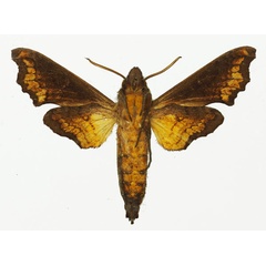 /filer/webapps/moths/media/images/L/leptis_Temnora_AM_Basquin_02b.jpg