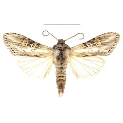 /filer/webapps/moths/media/images/H/hemidiaphana_Cucullia_AM_RBINS_01.jpg