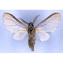 /filer/webapps/moths/media/images/C/cinereocostata_Apisa_HT_CMP_01.jpg