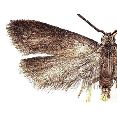 /filer/webapps/moths/media/images/N/namizimuensis_Lecithocera_HT_MGCL.jpg