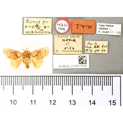 /filer/webapps/moths/media/images/A/amatus_Alunus_HT_BMNH.jpg