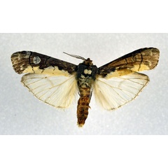 /filer/webapps/moths/media/images/L/leucopera_Thacona_A_NHMO.jpg