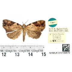 /filer/webapps/moths/media/images/A/ansorgei_Plecoptera_HT_BMNH.jpg