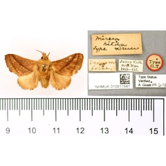 /filer/webapps/moths/media/images/H/hilda_Miresa_HT_BMNH.jpg