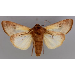 /filer/webapps/moths/media/images/A/alambica_Conservula_A_RMCA_02.jpg