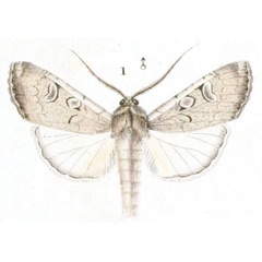 /filer/webapps/moths/media/images/V/villiersii_Agrotis_STM_Guenee_1.jpg