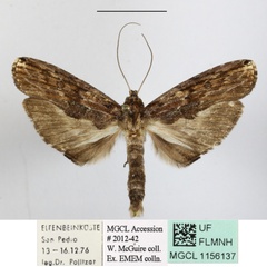 /filer/webapps/moths/media/images/L/longa_Dinotodonta_A_MGCLa_01_R62LoEa.JPG
