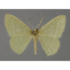 /filer/webapps/moths/media/images/A/approximans_Diplodesma_A_ZSM_01.jpg