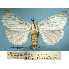 /filer/webapps/moths/media/images/N/nigrolineata_Haplozana_ST_SNHMa.jpg