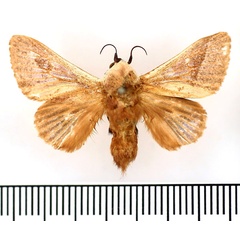 /filer/webapps/moths/media/images/C/canescens_Latoia_AM_BMNH.jpg