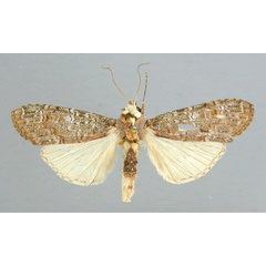 /filer/webapps/moths/media/images/V/viridis_Scrancia_A_RMCA_01.jpg