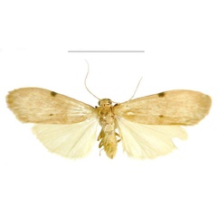 /filer/webapps/moths/media/images/G/gabonensis_Archithosia_PTM_MSNS.jpg