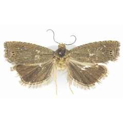 /filer/webapps/moths/media/images/P/psamminitis_Fulcrifera_AM_Bassi.jpg