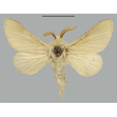 /filer/webapps/moths/media/images/E/eborea_Pachymeta_HT_TMSA.jpg