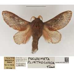 /filer/webapps/moths/media/images/P/plinthochroa_Pseudometa_AM_NHMUK.jpg
