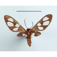 /filer/webapps/moths/media/images/N/nigrobasalis_Amata_A_MGCLb_02.JPG