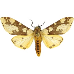 /filer/webapps/moths/media/images/B/bifurca_Afraloa_AM_MCJM.jpg