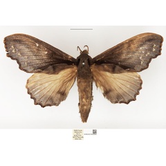 /filer/webapps/moths/media/images/N/nigricans_Odontogama_AF_NHMUK.jpg