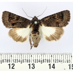/filer/webapps/moths/media/images/T/trista_Melanephia_AF_BMNH.jpg