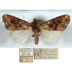 /filer/webapps/moths/media/images/H/holomelaena_Omphalestra_HT_MSNM.jpg