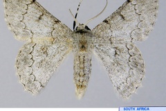 Pingasa lahayei austrina