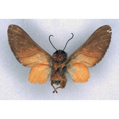 /filer/webapps/moths/media/images/M/monotonia_Balacra_STM_ZMHB_02.jpg