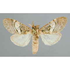 /filer/webapps/moths/media/images/M/mediata_Rhenea_A_RMCA_01.jpg