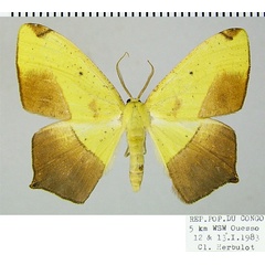 /filer/webapps/moths/media/images/A/ansorgei_Epigynopteryx_AM_ZSM.jpg