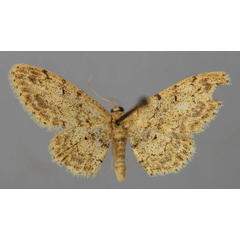 /filer/webapps/moths/media/images/H/hypophautis_Idaea_A_ZSM_01.jpg