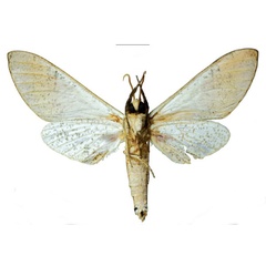 /filer/webapps/moths/media/images/P/politzari_Neoclanis_HT_EMEMb.jpg