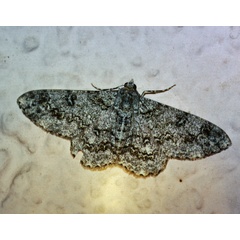 /filer/webapps/moths/media/images/N/nigrisparsalis_Cleora_A_Roland_01.jpg