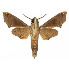 /filer/webapps/moths/media/images/C/crenulata_Temnora_AM_Basquinb.jpg