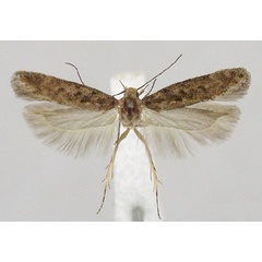 /filer/webapps/moths/media/images/T/typica_Scrobipalpa_AM_ZMHB.jpg