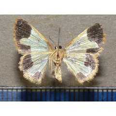 /filer/webapps/moths/media/images/E/euphrosyne_Zamarada_A_Goff_02.jpg