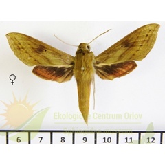 /filer/webapps/moths/media/images/T/talboti_Hippotion_AF_SMCR.jpg
