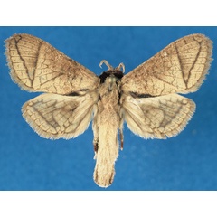 /filer/webapps/moths/media/images/O/otfriedi_Haberlandia_PTF_RMCA_rmRyAZM.jpg