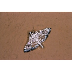 /filer/webapps/moths/media/images/O/onychinalis_Chabulina_A_Roland_01_re463BS.jpg