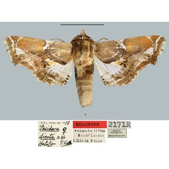 /filer/webapps/moths/media/images/D/dinota_Pacidara_HT_MNHN.jpg