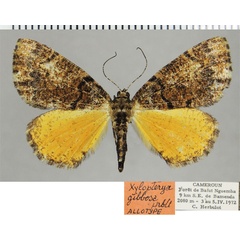 /filer/webapps/moths/media/images/G/gibbosa_Xylopteryx_AT_ZSM.jpg