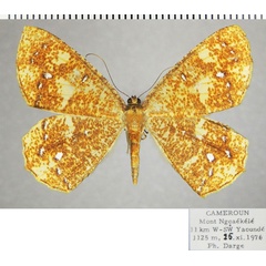 /filer/webapps/moths/media/images/A/asteria_Melinoessa_AF_ZSM.jpg