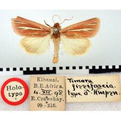 /filer/webapps/moths/media/images/F/fissifascia_Timora_HT_BMNH.jpg